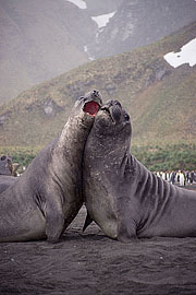 Picture 'Ant1_1_1378 Elephant Seal, South Georgia, Gold Harbour, Antarctica and sub-Antarctic islands'